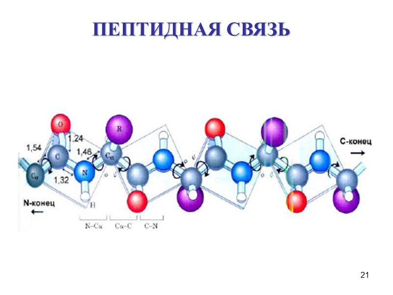 21 ПЕПТИДНАЯ СВЯЗЬ
